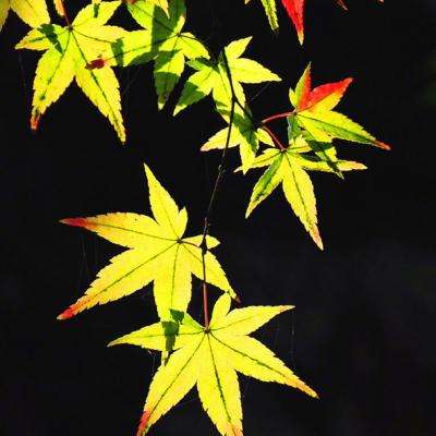 JN江南·娱乐最新官网入口